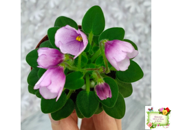 SimSim Tiny Bells (Alex Mayer) (детка)