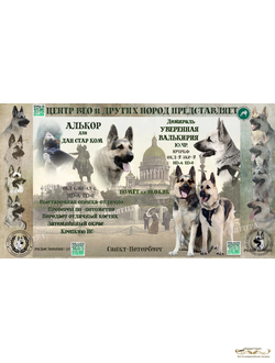 Щенки Алькор Х Уверенная Валькирия