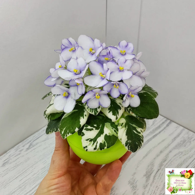 Н-Горный Воздух (Н. Бердникова) 2018