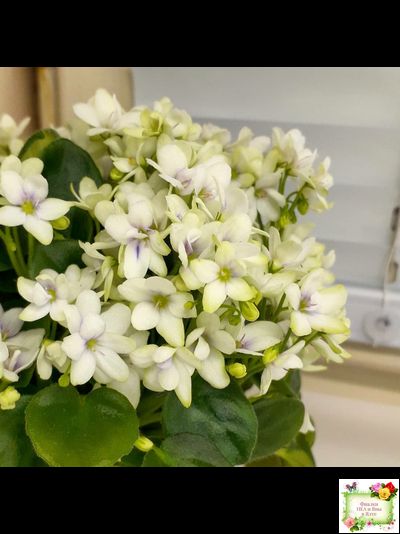 Broadway Star Trail (Селекционер неизвестен) трейлер