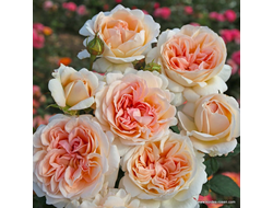 Гроссгерцогиня Луиза (Grossherzogin Luise) Весна