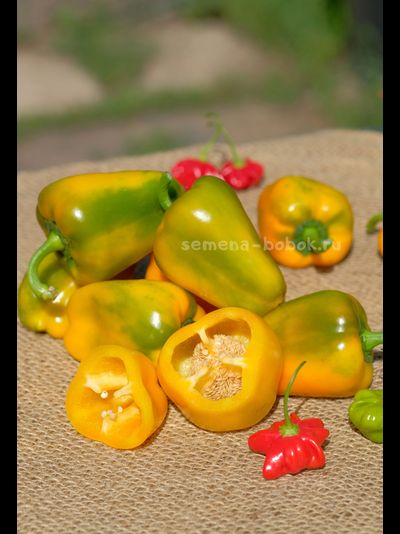 Перец сладкий Абрикосовая Фаворитка, 10 шт
