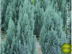 Кипарисовик Лавсона "ВАЙТ СПОТ" (саженец 30-40 см)