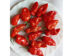 Перец острый  Naga Smooky Rainbow