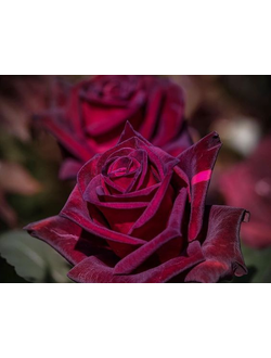 Rose Ultimate Extract 180238 (Natural) IFF / Дамасская роза натуральный экстракт