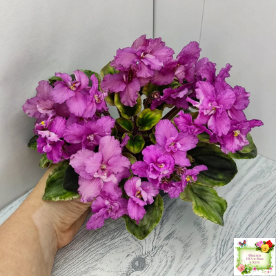 РС-Вещунья (С. Репкина) 2021 г. (клакамас с кроновой пестролистностью)