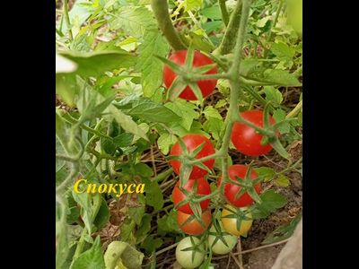 Томат черри Спокуса (Spocusa). Польша