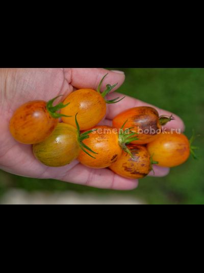 Томат Atomic Sunset (Атомный Закат), 10 шт