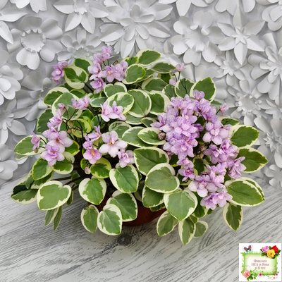 Жемчужный Восторг (Д. Глушакова) листовая химера (пасынок сорт посажен 20.10.25)