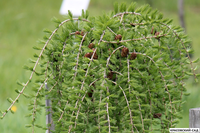 Лиственница европейская - Larix decidua