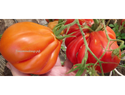 Томат Красная груша гигант Гран-Сассо  (Red Pear Giant Gransasso), Италия