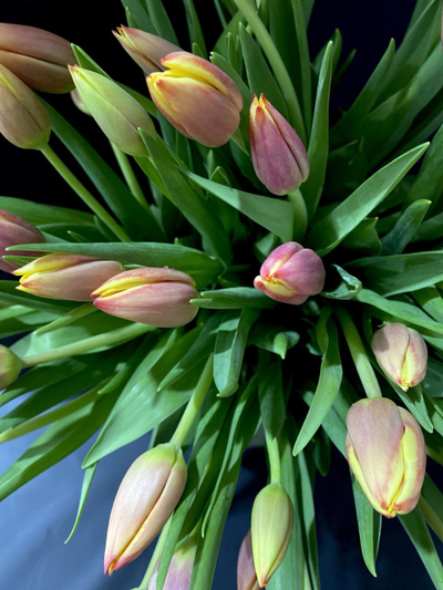 Тюльпаны 51 шт