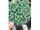 Sedum Dasyphyllum