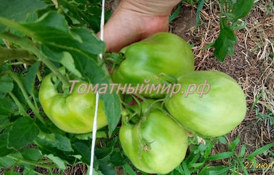 Томат Подсинское чудо