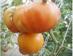 Томат Загадка природы