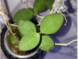 14/02/2025 Hoya nummularioides