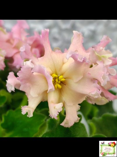 АВ-Златые Горы (Фиалковод) 2021 г. (сортовой стартер)