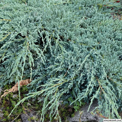 Можжевельник Глаука - Glauca