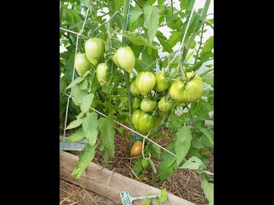 Томат Яйцо Быка с реки Гуадаррама (Huevo Toro Del Rio Guadarrama)