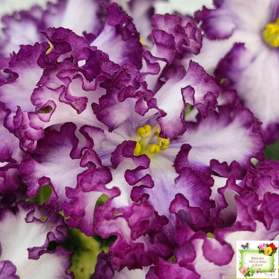 АВ-Навсегда (Фиалковод) 2021 г. (лист посажен 03.11.25)