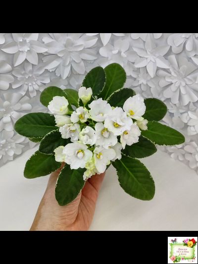 ЛЕ-Стрекоза (Е. Лебецкая) 2020 г. (пестролистный лонг)