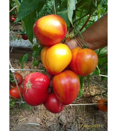 Томат Сердце абрикосовой зебры  (Coeur de Zebre apricot, Heart of Zebre Apricot)