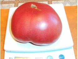 Томат Юсуповский