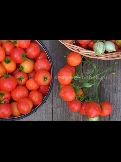 Томат Dwarf  Gandolf (Гендольф), 10 шт