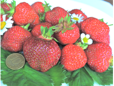 Клубника Фестивальная ромашка  ЗКС