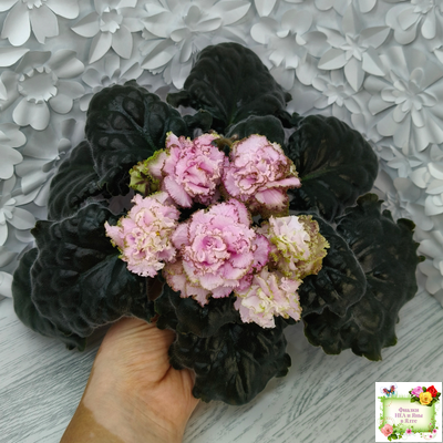 БР-Кудряшка (С. и Н. Буркацкие) 2021 г.