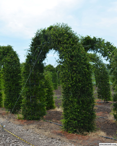 Топиар Арка из Лиственницы Маргилинда - Larix marschlinsii