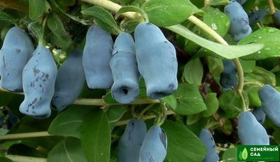 Жимолость "Югана"