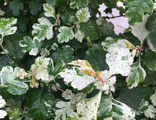 Гиреуди боярышник колючий (CRATAEGUS LAEVIGATA GIREOUDII)