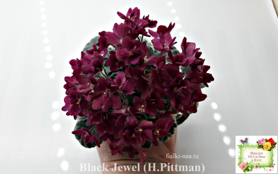 Black Jewel (H.Pittman) 02/14/04