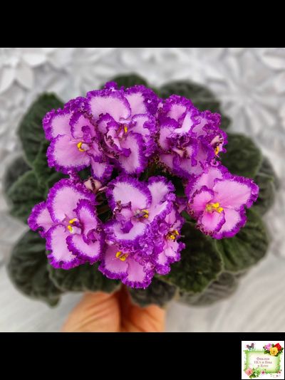 Lyon&#039;s Pirate&#039;s Treasure (S. Sorano) (8529) 11/09/1996