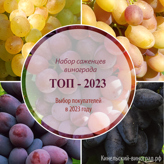 Набор саженцев винограда ТОП-2023