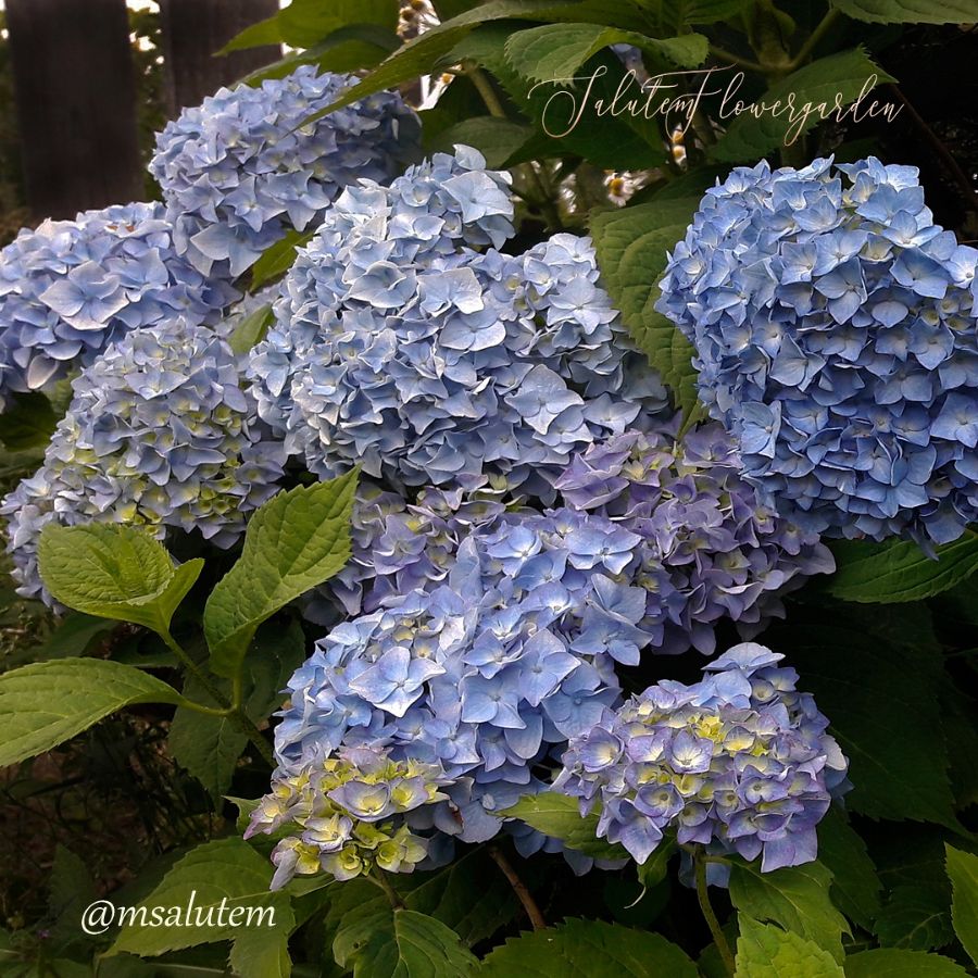 Hydrangea macrophylla Bouquet Rose