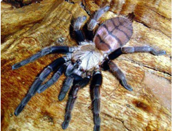 Chilobrachys fimbriatus