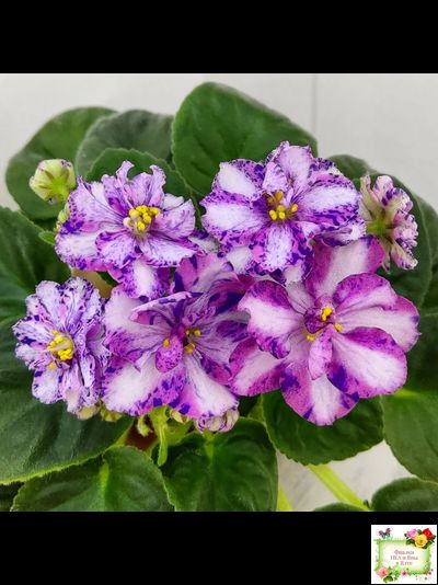 МК-Ветер Перемен Люкс химера (пасынок укоренённый из цветоноса)