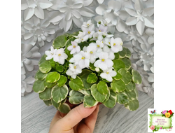 Ва-Банк (Л. Мещерякова) листовая химера (стартер сорт)