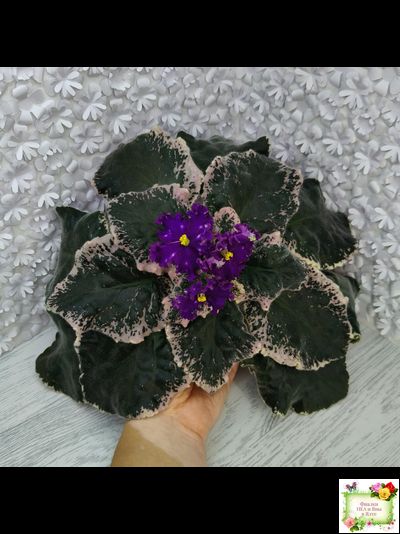 МТ-Моя Вселенная (М. Тотиева) 2023 г. (лист с деткой укоренённый)