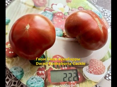 Томат Гном Смех Кукабарры (Dwarf Kookaburra Cackle)