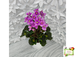 LV-Ланселот (Л. Шевелева) 2025 г. (клакамусный гёрл с кроновой пестролистностью) (стартер)