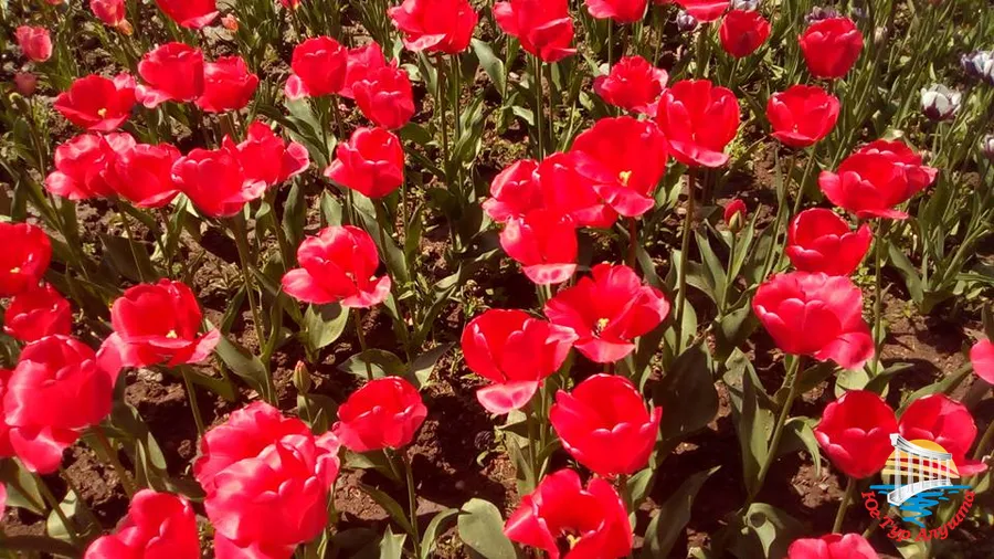 Никитский ботанический сад. Тюльпаны