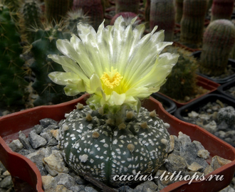 Astrophytum asterias cv.Super Kabuto (Чехия) - 5 семян