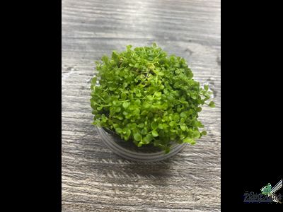 Микрантемум Монте-Карло на вабикусе