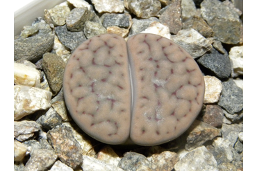 Lithops schwantesii ssp. schwantesii v. rugosa C192
