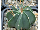 Astrophytum senile v.aureum (D=50мм)