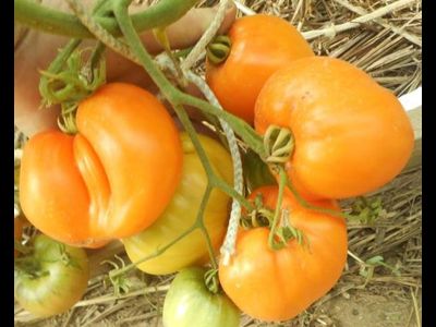 Томат Медовый спас