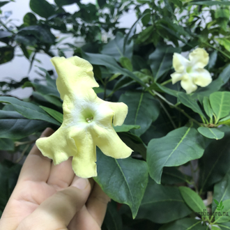 Brunfelsia Americana